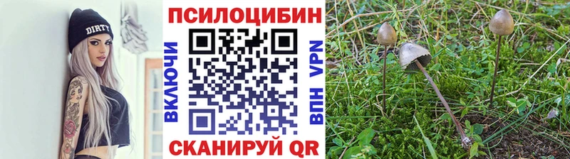 omg ТОР  Лосино-Петровский  Галлюциногенные грибы Cubensis 